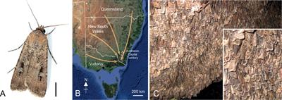 Camera-based automated monitoring of flying insects in the wild (Camfi). II. flight behaviour and long-term population monitoring of migratory Bogong moths in Alpine Australia